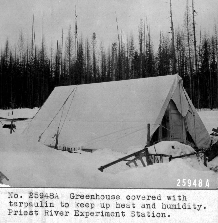Greenhouse showing top covered with canvas tent flies during seed testing period, February and March, to equalize temperature and prevent loss of heat. Priest River Experimental Station. February 1916.