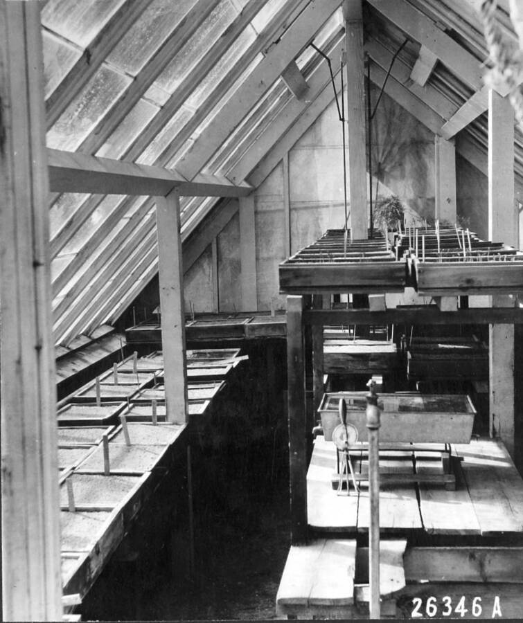 Center and south benches of the greenhouse showing a portion of the seed test flats. Jacobsen germinating apparatus on lower center bench. Priest River Experimental Station, March 1916.