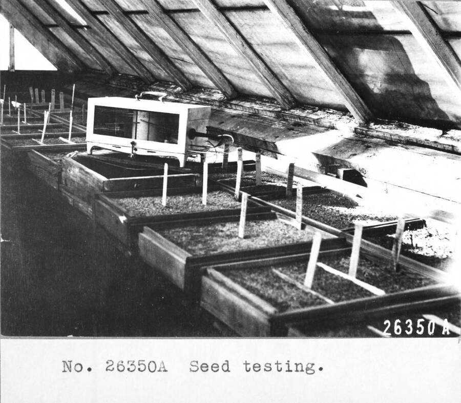 Seed testing. North bench of greenhouse showing flats of triplicate tests and air and soil thermograph in position and canvas over glass. Priest River Experimental Station. March 1916.