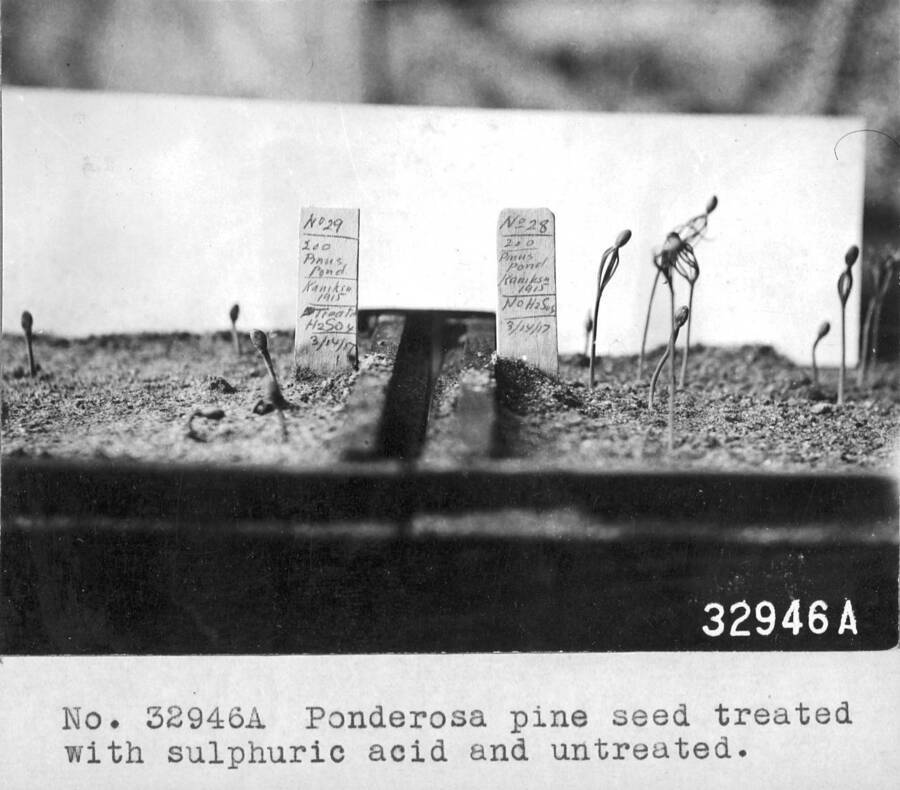 Western yellow pine seeding showing difference in development between treated and untreated, sulphuric acid treatment. Priest River Experimental Station. April, 1917.
