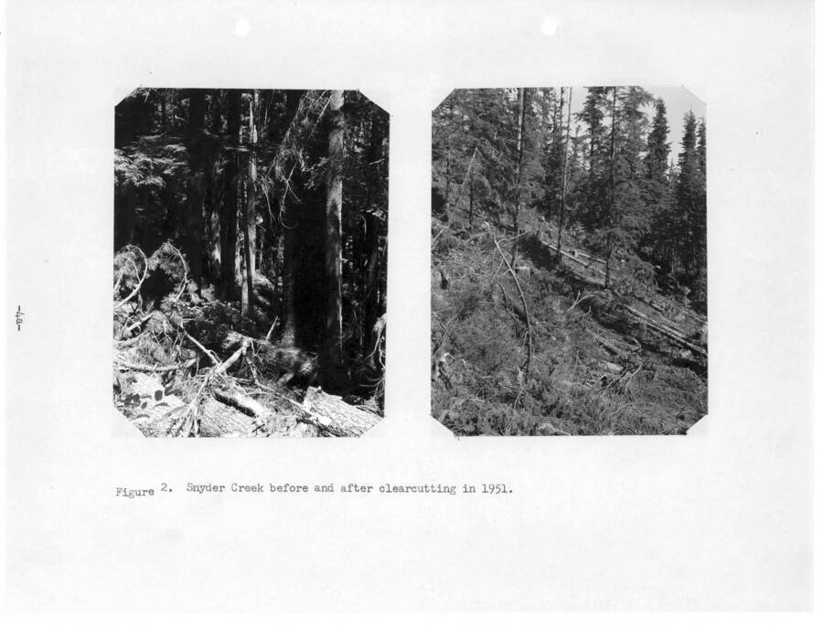 Page 4a, Figure 2, from the 1951 Annual Report. Two snapshots on the page. Caption reads: "Snyder Creek before and after clearcutting in 1951."