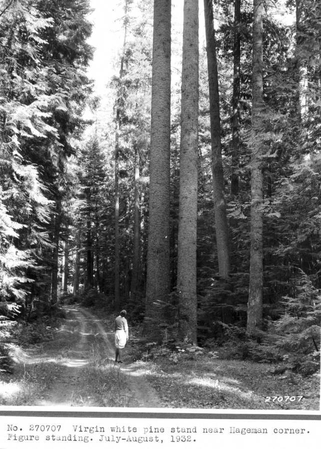 Virgin white pine stand near Hageman corner. Figure standing. July-August, 1932.