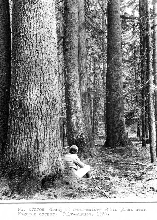 Group of over-mature white pines near Hageman corner. July-August, 1932.