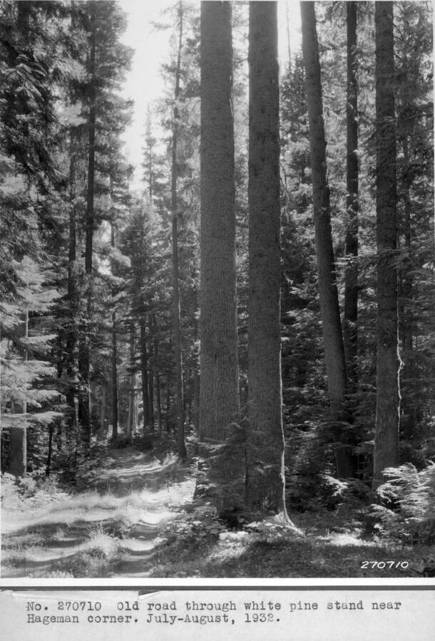 Old road through white pine stand near Hageman corner. July-August, 1932.