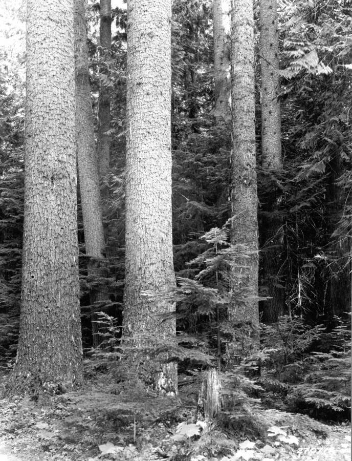 Over-mature white pine stand near Hageman corner. July-August, 1932.  This and the next two photos filed in box marked"Photos Montana_Idaho"
