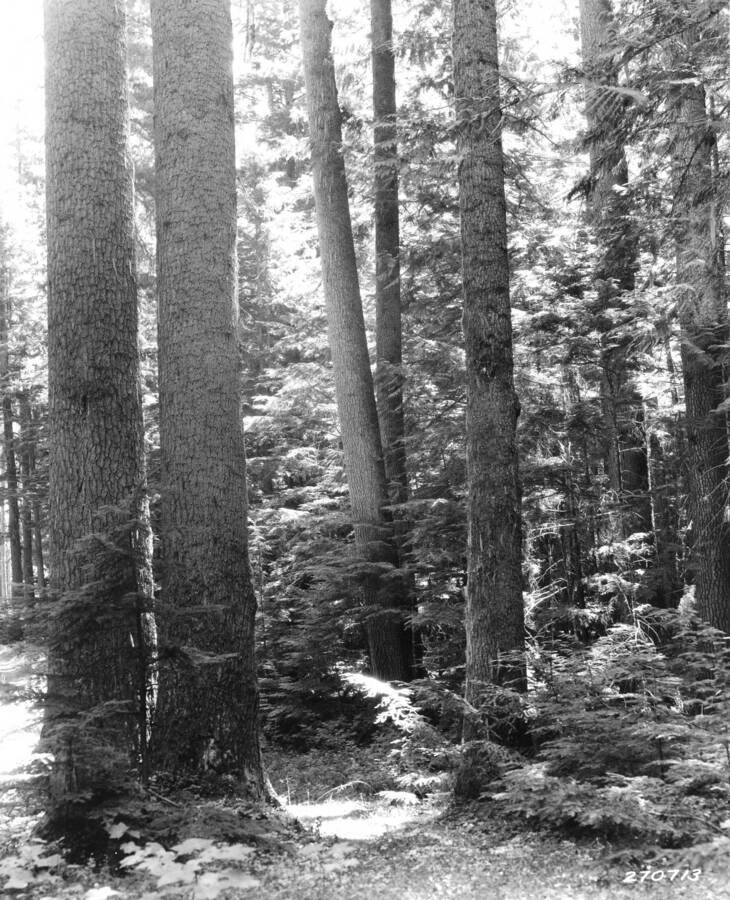 Over-mature white pine stand near Hageman corner. July-August, 1932. This and the next two photos filed in box marked"Photos Montana_Idaho"