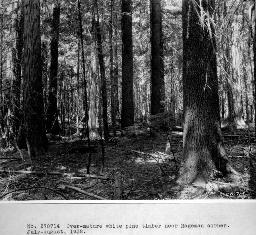 Over-mature white pine stand near Hageman corner. July-August, 1932. This and the next two photos filed in box marked"Photos Montana_Idaho".