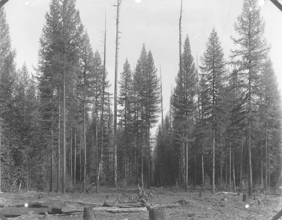Title plate reads: "The western larch type at the Priest River Experimental Station; a 50 year old even-aged stand on Benton Flat.  Opening through center is the trail from Benton Ranger Station to the Experimental Station."