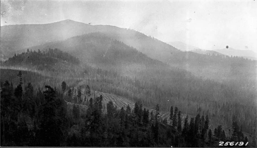 Area of intensively disposed fire-killed debris in windrows following salvage timber sale. General view. Priest River Exp. Sta., 1924. This would be the salvage sale in the Fox Creek area, after the Highlanding Fire of 1922.