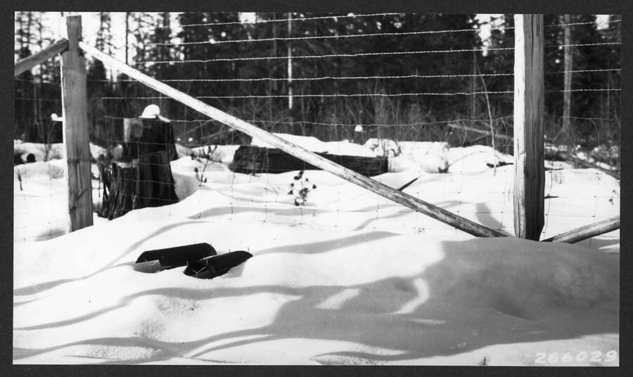Snow conditions at cylinders, Clear Cut site; also shows covered cylinder and how snow slides off covers. P.R. Feb. 1931