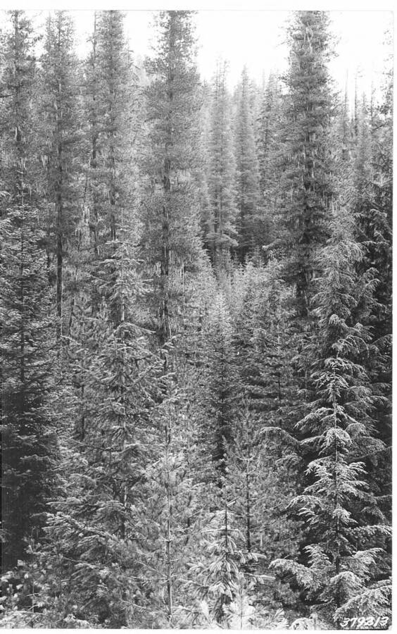 The following photos taken from point J-22, near the mouth of Hoo Doo Creek.  No follow-up photos. Caption reads: "Deception Creek Experimental Forest showing Deception Creek No. 1 sale area - Showing mature WWP, with reproduction understory 20-40 yrs. Taken before logging. From photo point No. 12 on Deception Creek."