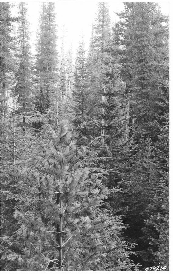 The following photos taken from point J-22, near the mouth of Hoo Doo Creek.  No follow-up photos. Caption reads:"Deception Creek Experimental Forest showing Deception Creek No. 1 sale area - Showing mature WWP, with reproduction understory 20-40 yrs. Taken before logging. From photo point No. 12 on Deception Creek."
