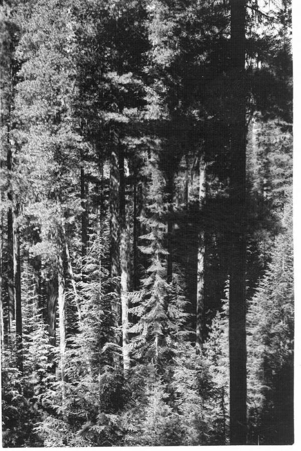 The following photos taken from point J-22, near the mouth of Hoo Doo Ck.  No follow-up photos. Caption reads:"Deception Creek Experimental Forest showing Deception Creek No. 1 sale area - Showing mature WWP, with reproduction understory 20-40 yrs. Taken before logging. From photo point No. 12 on Deception Cr."