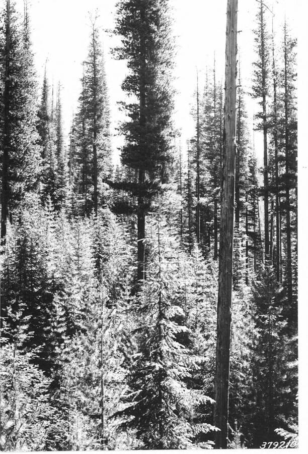 The following photos taken from point J-23, near the mouth of Hoo Doo Creek. Follow-up photos one year later. Caption reads:"Deception Creek Experimental Forest showing Deception Creek No. 1 logging area - Showing mature WWP, with dense understory of WWP reproduction 20-40 yrs. Taken before logging. From photo point No. 11."