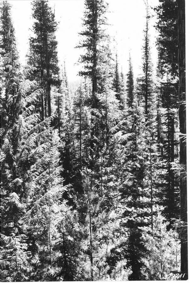 The following photos taken from point J-23, near the mouth of Hoo Doo Ck.  Follow-up photos one year later. Caption reads:"Deception Creek Experimental Forest showing Deception Creek No. 1 logging area - Showing mature WWP, with dense understory of WWP reproduction 20-40 yrs. Taken before logging. From photo point No. 11."