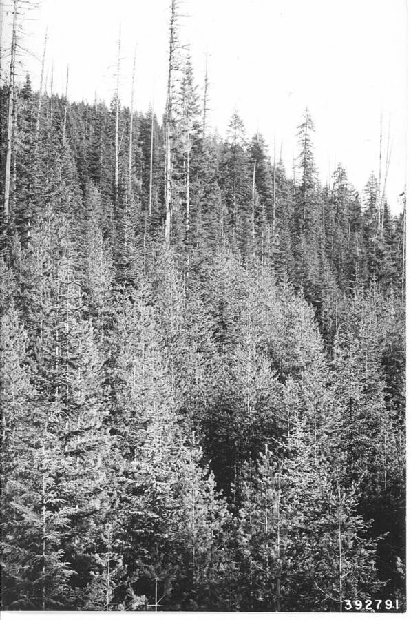 Showing stand of western white pine (41-60 years) after overwood of mature white pine has been clearcut and logged. A repeat of photo No. 379209. Deception Creek Experimental Forest, Coeur d'Alene, Idaho.