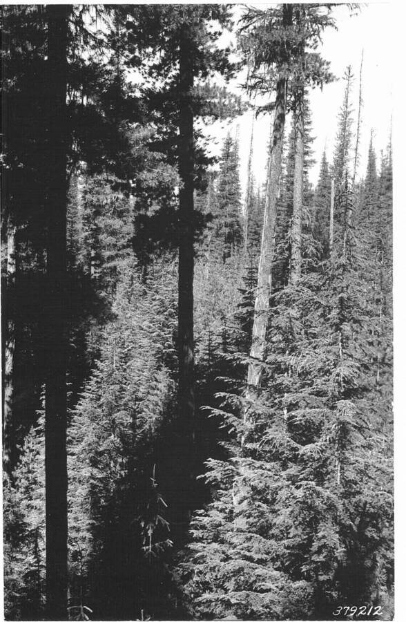 The following photos taken from point J-23, near the mouth of Hoo Doo Ck.  Follow-up photos one year later. Caption reads: "Deception Creek Experimental Forest showing Deception Creek No. 1 logging area - Showing mature WWP, with dense understory of WWP reproduction 20-40 yrs. Taken before logging. From photo point No. 11."