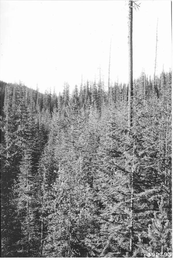 Showing stand of western white pine (41-60 years) after overwood of mature white pine has been clearcut and logged. A repeat of photo No. 379209. Deception Creek Experimental Forest, coeur d'Alene, Idaho.