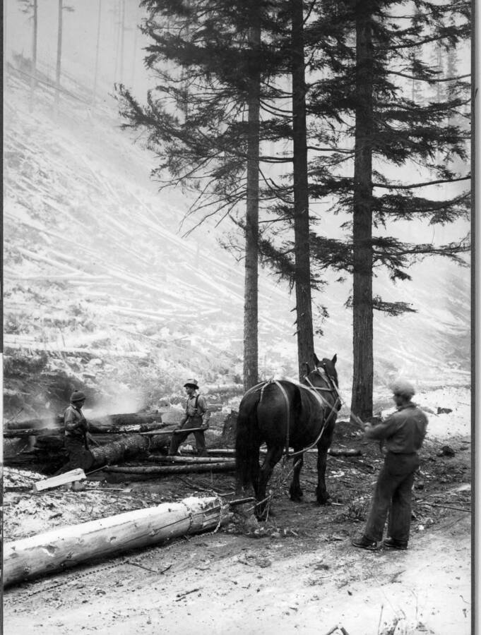 Roadside clean-up along the Ames Cr. Utilization road by an ERA crew with the aid of Carl, an old faithful horse belonging to the Forest Service.