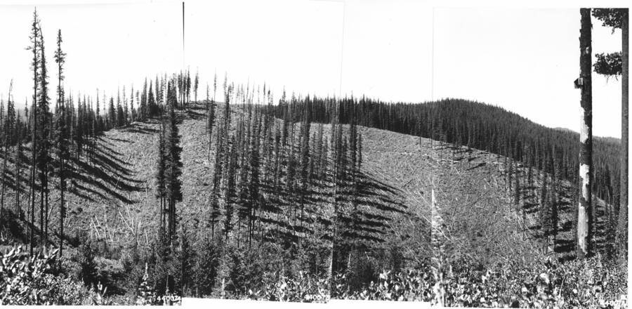 The following photos were taken of Ames Creek sale. Four separate photos from each year form a panoramic depiction of the sale area and were scanned as one. Photo point H-26 was located at back of powder house.