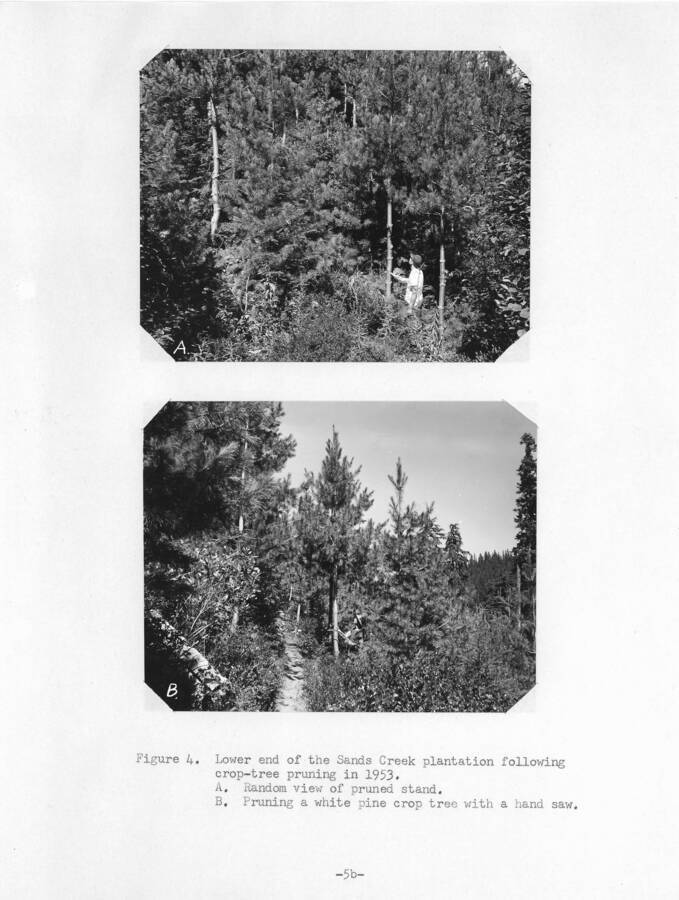 Figure 4: "Lower end of the Sands Creek plantation following crop-tree pruning in 1953.  A. Random view of pruned stand.  B. Pruning a white pine crop tree with a hand saw."