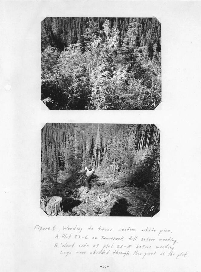 Figure 5: "Weeding to favor western white pine. A. Plot 83-E on Tamarack Hill before weeding. B. West side of plot 83-E before weeding. Logs were skidded through this part of the plot."