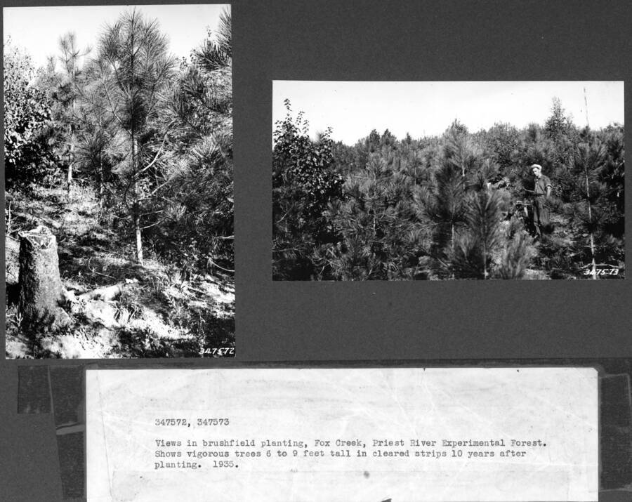 Two photos: "View in Brushfield planting, Fox Creek, Priest River Experimental forest. Shows vigorous trees 6 to 9 feet tall in cleared strips 10 years after planting. 1935."  Probably planted on the site of the Highlanding fire of 1922.