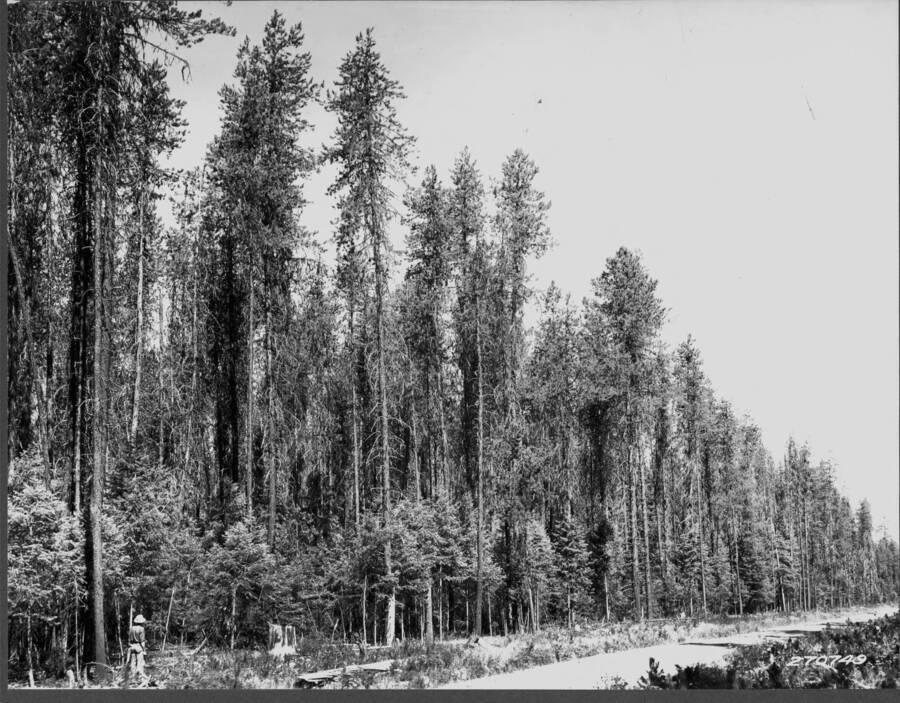 Stand of lodgepole pine on Jackpine Flats between Priest River Exp. Sta. and Coolin. July-August 1932.