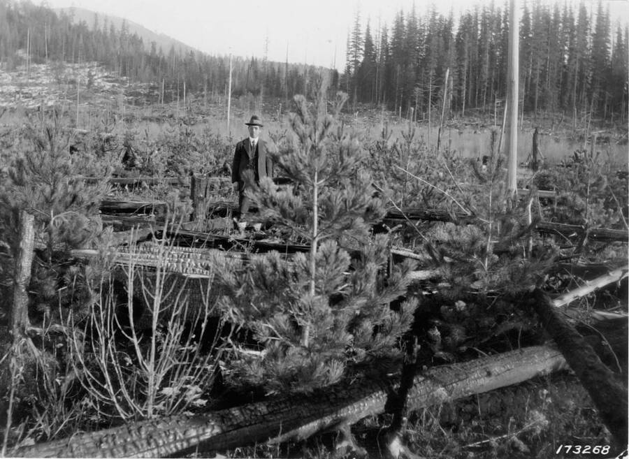 Norway Spruce [Norway Spruce? Or White Pine?] planted on logged WP land, P.R. Exp. Sta., fall of 1911. White pine in foreground; Jurgens Flat was logged in 1910 (by the Jurgens Brothers), burned in April 1911, cleared for experimental plots in 1912.