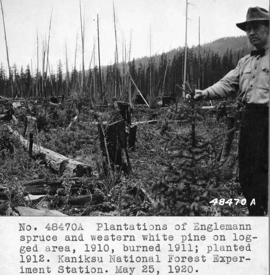 Plantations of Englemann spruce and western white pine on logged area, 1910, burned 1911, planted 1912. Kaniksu National Forest Experiment Station. May 25, 1920. Official Photo Record states J.A. Larsen on view but looks more like Dean F.G. Miller, College of Forestry, U of I.