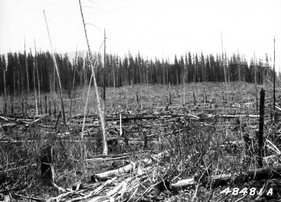 Condition of timber sale area (Jurgens 1910) in 1920. Clear cut, hemlock slashed burned twice 1911. Taken May 26, 1920.