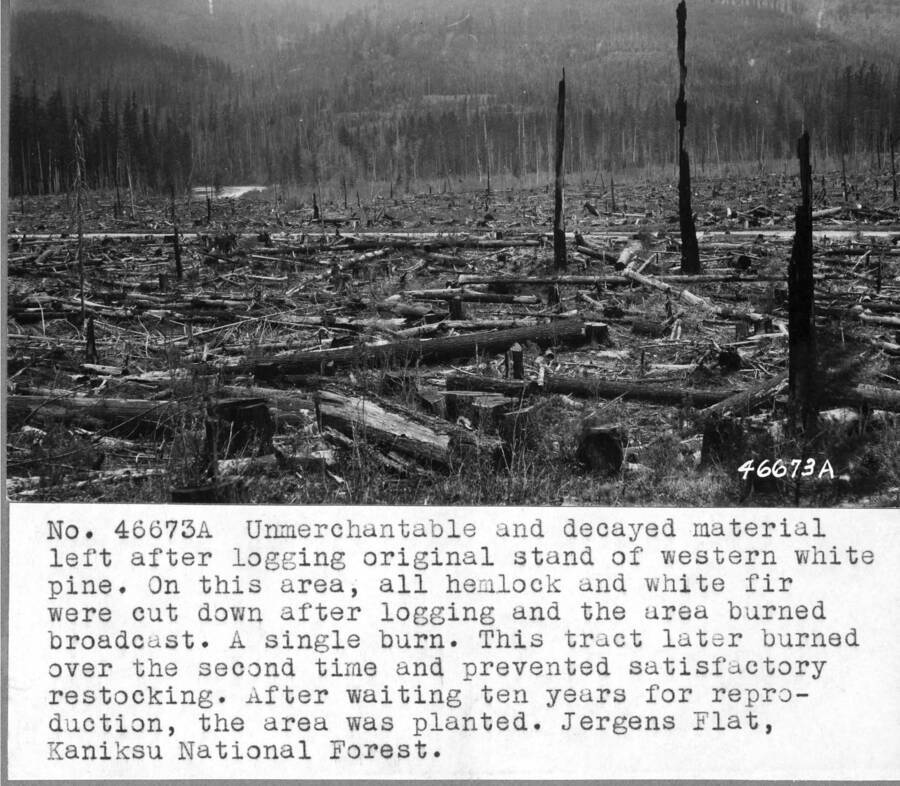 Unmerchantable and decayed material left after logging original stand of western white pine. On this area, all hemlock and white fir were cut down after logging and the area burned broadcast. A single burn. This tract later burned over the second time and prevented satisfactory restocking. After waiting ten years for reproduction, the area was planted. Jergens [sic] Flat, Kaniksu National Forest.