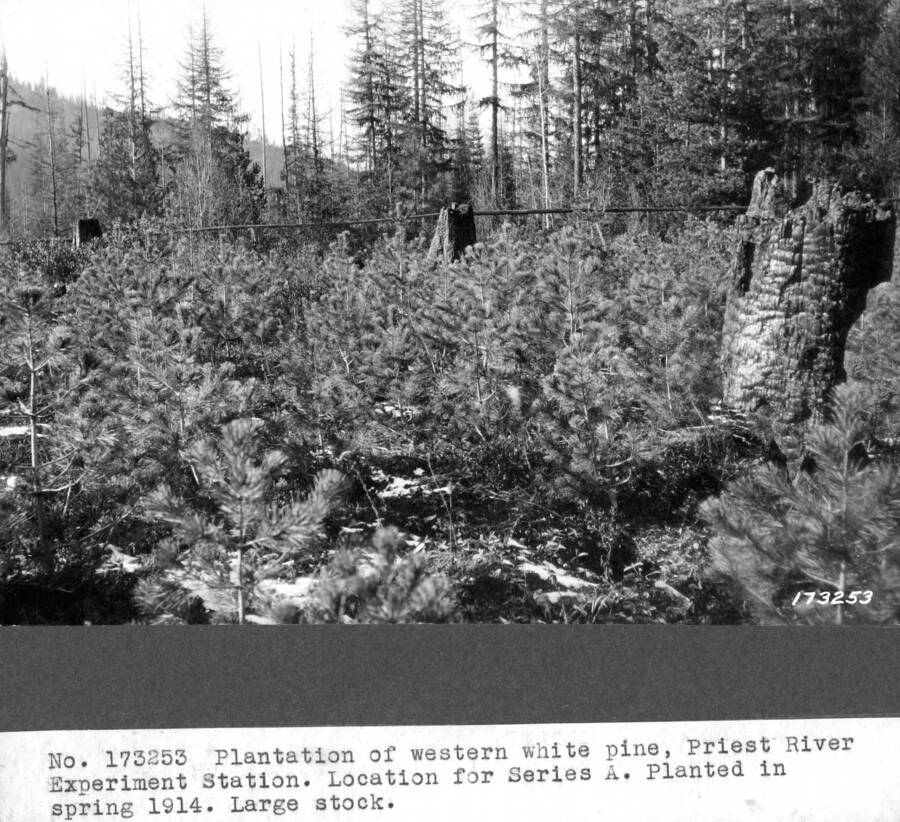 Plantation of western white pine, Priest Rvier Experimental Station. Location for Series A. Planted in spring 1914. Large stock. Size of seedlings, planting date, and burned stumps indicate Jurgens Flat area.