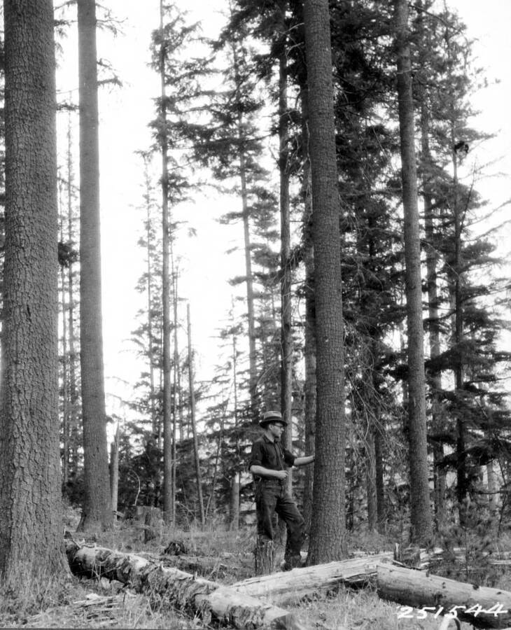 Filed in Priest Creek Experimental Forest Photo box #4: "Stand conditions on a 10-year-old shelter-wood cutting in the western white pine type. Plot #146, Fox Cr. Knoll, Kaniksu N.F. Repeat, 8 years after, of #173272. Camera at photo station #1."