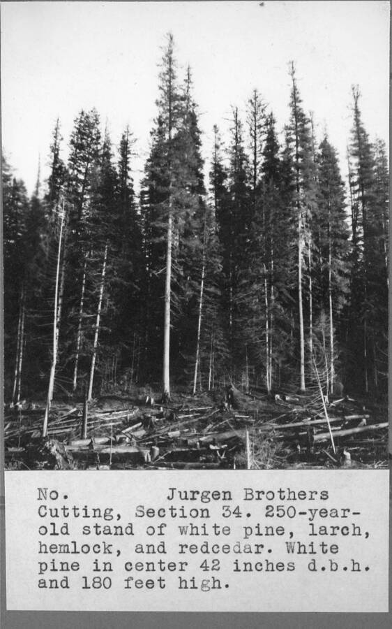 Jurgens Brothers Cutting, Section 34. 250-year-old stand of white pine, larch, hemlock, and redcedar. White pine in center 42 inches d.b.h. and 180 feet high.