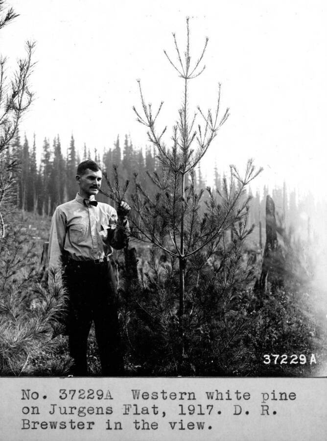 Filed in Priest Creek Experimental Forest Photo box #4: "Western white pine on Jurgens Flat, 1917. D.R. Brewster in the view."