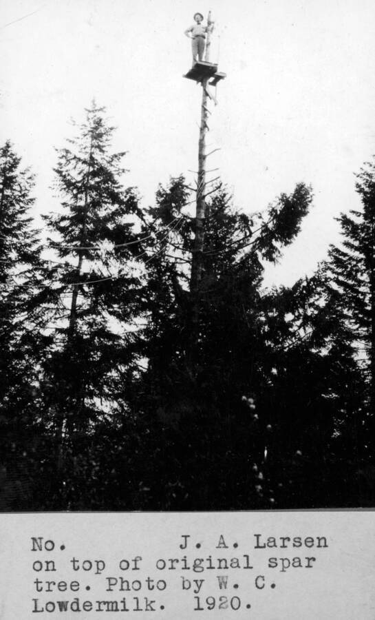 J.A. Larsen on top of original spar tree. Photo by W.C. Lowdermilk. 1920.