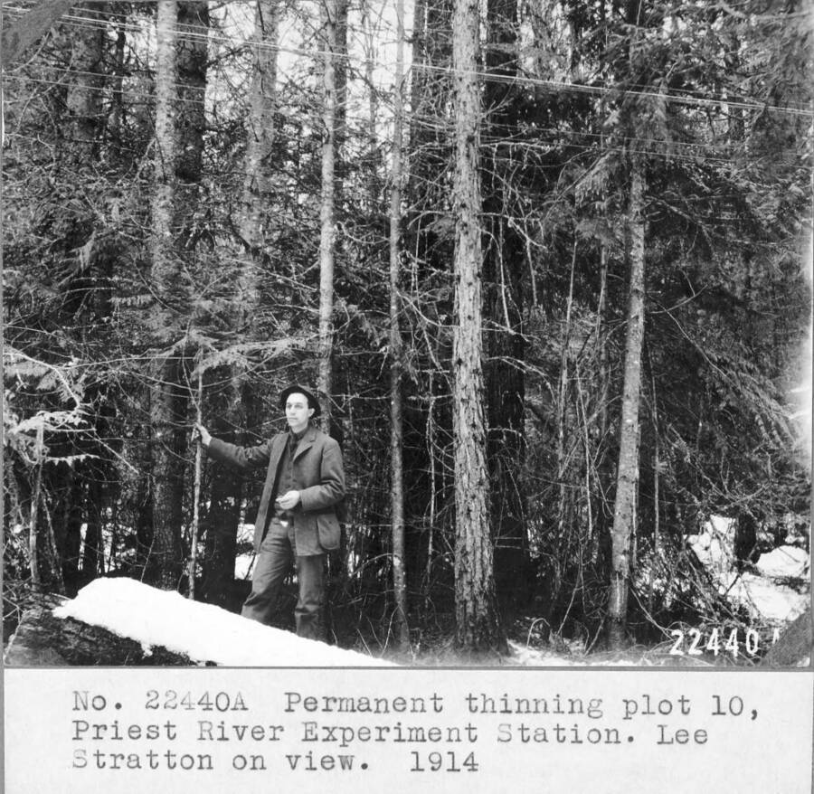 Permanent thinning plot 10 at Priest River Experimental Station. Lee Stratton on view. 1914. Stratton was a clerk/handyman at Priest River Experimental Station 1914-16.