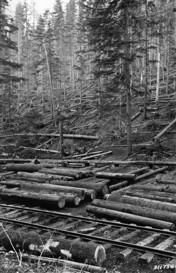 General view of hemlock disposal work, Tom Lavin Creek. Area logged by Ohio Match Co. in 1934 for white pine only. Most of the hemlock and white fir, which is unmerchantable in this area, has been felled and the slash piled on top of the white pine slash resulting from logging. Logging railroad, landing, and chute in the foreground. Taken 9/20/35.
