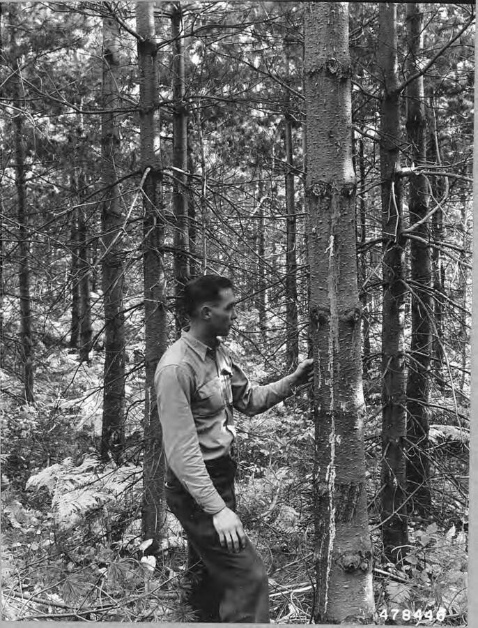 Marv Foiles, superintendent and later Scientist in Charge of Priest Creek Experimental Forest.
