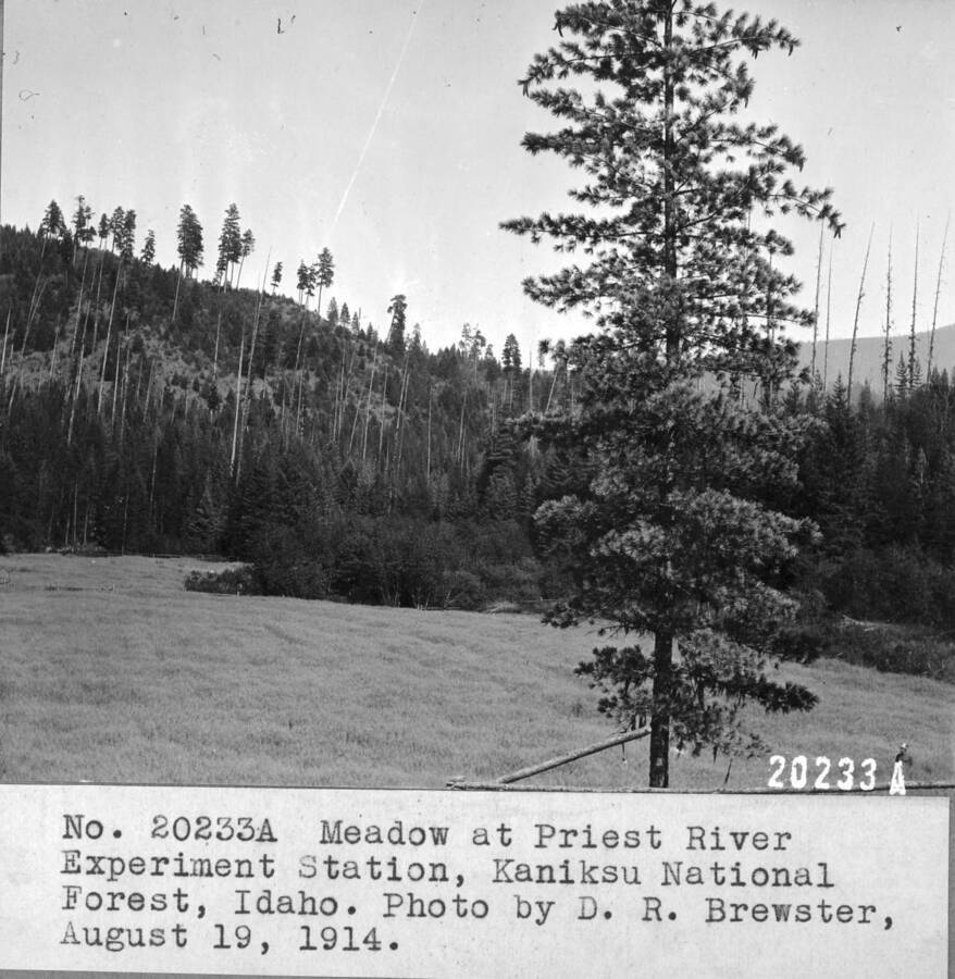 Meadow at Priest River Experimental Station, Kaniksu National Forest, Idaho. Photo by D.R. Brewster, August 19, 1914. Meadow sown to oats for feed.