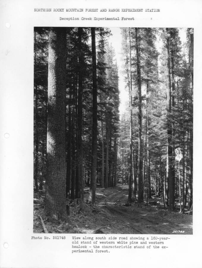 Caption reads: "View along south side road showing a 160-year-old stand of western white pine and western hemlock - the characteristic stand of the experimental forest."