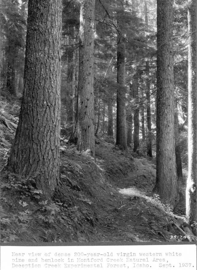 Near view of dense 200-year-old virgin western white pine and hemlock in Montford Creek Natural Area, Deception Creek Experimental Forest, Idaho. September 1937.