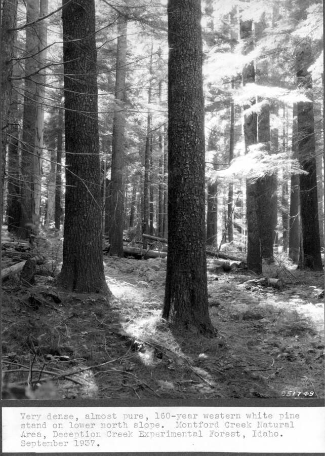 Very dense, almost pure, 160-year western white pine stand on lower north slope. Montford Creek Natural Area, Deception Creek Experimental Forest, Idaho. September 1937