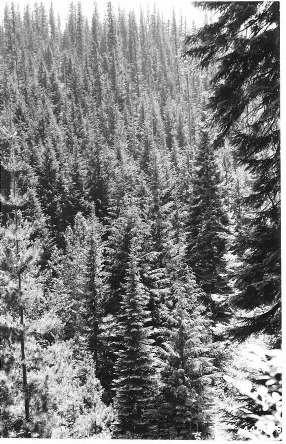 No caption. Photograph shows the timber and pines from the Nelson sale area.