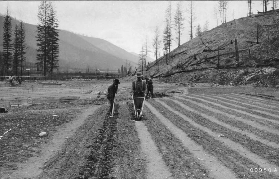 From photo record: "Lolo Forest, Mont. Savenac Nursery. Trenching paths in trasplant beds with Plonet Jir for irrigation."