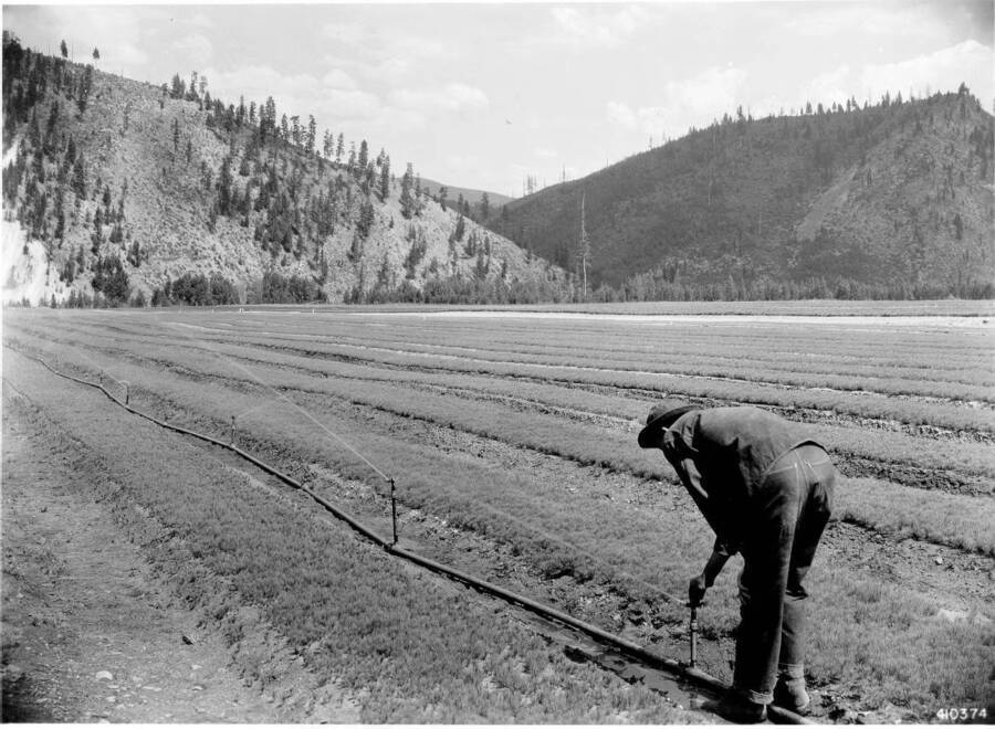 From photo record: "Watering beds at Savenac Nursery."