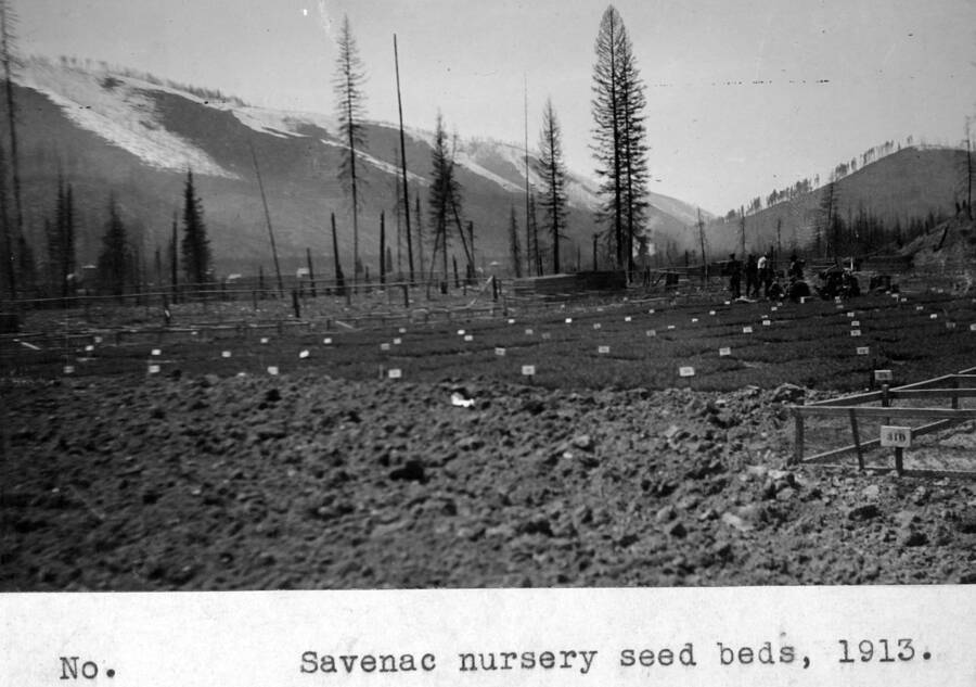 Savenac nursery seed beds, 1913.