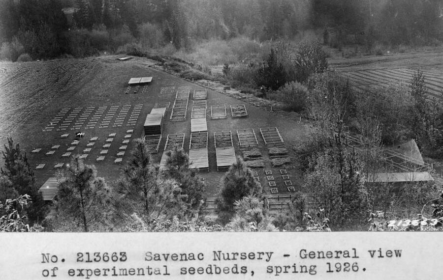 Savenac Nursery - General view of experimental seedbeds, spring 1926.