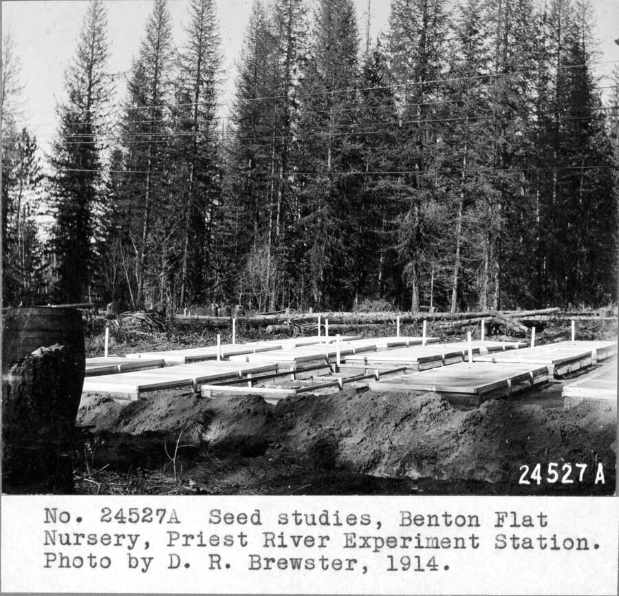 Priest River Experiment Station. Priest River, Ida. New seed bed section, Benton Flat Experimental Nursery, 15 beds used for study germination.